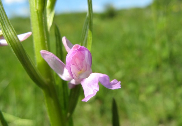 apocromia di O. laxiflora